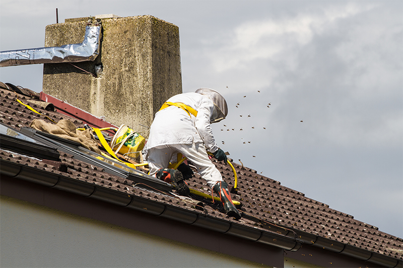 Bee Pest Control in Coventry West Midlands